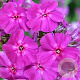 Phlox (P) 'The King' GM P9