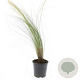 Stipa tenuissima 'Ponytails' GM 1.5
