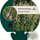 Veronicastrum virg. 'Pink Glow' GM P9
