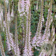 Veronicastrum virg. 'Pink Glow' GM P9