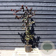 Corylus 'Red Majestic' 125-150 cm 20L solitair