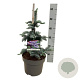 Abies procera 'Glauca' 30-40 cm 5,0L