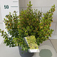 Euonymus fort. 'Emerald 'n' Gold' 30-40 cm 5,0L