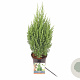 Juniperus chin. 'Stricta' 35-40 cm 2,0L