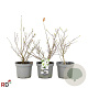 Magnolia stellata 40-50 cm 5,0L met knop