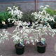 Cornus controversa 'Variegata' 80-100 cm 7,5L