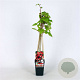 Rubus phoenicolasius 70 cm 2,0L