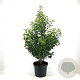 Prunus lusitanica 'Angustifolia' 80-100 cm 10L