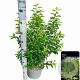 Prunus lusitanica 'Angustifolia' 80-100 cm 10L