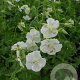 Geranium ph. 'Album' GM P9