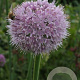 Allium nutans 'Caroline' GM P9