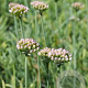 Allium senescens 'Glaucum' GM P9