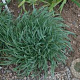 Allium senescens 'Glaucum' GM P9