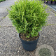 Thuja occ. 'Tiny Tim' 20-25 cm 3,0L