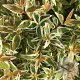 Abelia grandifl. 'Radiance' 20-25 cm 2,0L
