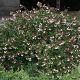 Abelia grandiflora 20-30 cm 2,0L