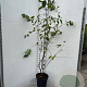 Amelanchier lamarckii 150-175 cm 7,5L