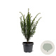 Taxus baccata 40-50 cm 3,0L