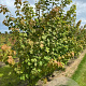 Acer rufinerve 250-300 cm draadkluit meerstammig 3-4 tak