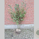 Amelanchier lamarckii 150-175 cm draadkluit solitair