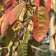 Amelanchier lamarckii 10-12 HO container