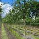 Betula nigra 14-16 HO draadkluit 3 X verplant