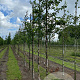 Betula nigra 20-25 HO draadkluit 3 X verplant