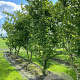 Carpinus betulus 350-400 cm draadkluit meerstammig 3-4 tak