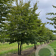 Carpinus betulus 450-500 cm draadkluit meerstammig