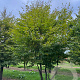 Carpinus betulus 450-500 cm draadkluit meerstammig