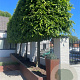 Carpinus betulus 180 cm stam container 10-12 hoge lei