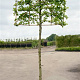 Carpinus betulus 180 cm stam container 10-12 hoge lei