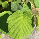 Corylus avellana 250-300 cm draadkluit meerstammig 3-4 tak