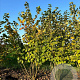 Corylus avellana 250-300 cm draadkluit meerstammig 3-4 tak