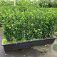 Euonymus jap. 'Green Spire' 40-45 cm 20L bol