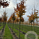 Fagus sylvatica 10-12 HO draadkluit 3 X verplant