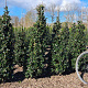 Ilex meserv. 'Blue Prince' 125-150 cm met kluit