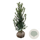 Ilex meserv. 'Heckenpracht' 100-125 cm met kluit