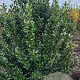 Ilex meserv. 'Heckenpracht' 125-150 cm met kluit