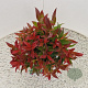 Leucothoe 'Zeblid' 30-35 cm 2,5L
