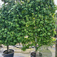 Liquidambar styraciflua container lage leivorm 