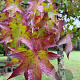 Liquidambar styraciflua container lage leivorm 
