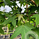 Liquidambar styraciflua container lage leivorm 
