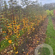 Malus 'Golden Hornet' 250-300 cm draadkluit meerstammig 3-4 tak