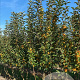 Malus 'Golden Hornet' 200-250 cm container meerstammig