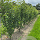 Malus 'Golden Hornet' 200-250 cm container meerstammig