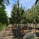 Malus sylvestris 10-12 HO draadkluit 3 X verplant