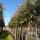 Malus toringo 'Brouwers Beauty' 10-12 HO container
