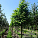 Metasequoia glyptostroboides 14-16 HO draadkluit 3 X verplant
