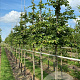 Parrotia persica 10-12 HO draadkluit 3 X verplant